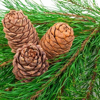 Candle - Balsam Cedar