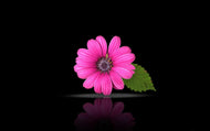 Spa - Black Vanilla Musk Moisturizing Body Spray